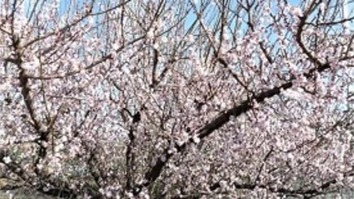 種類で梅の花の咲き方が違う