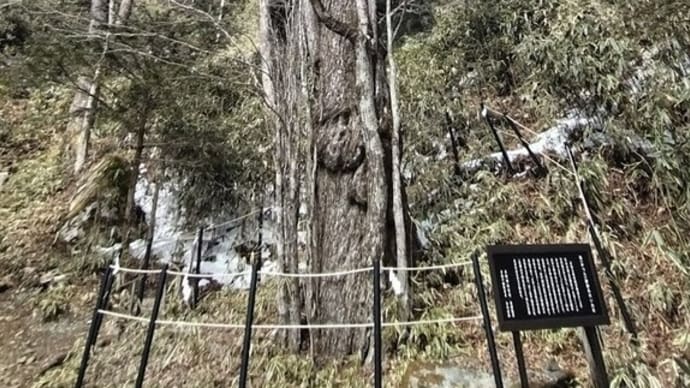 石割神社の桂のご神木