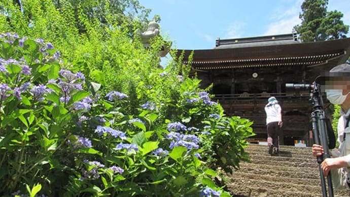 信濃長谷寺 あじさい&ガネーシャ