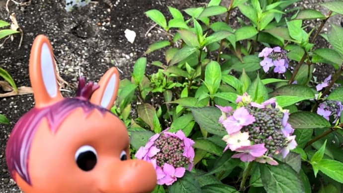 ロバくんと額紫陽花