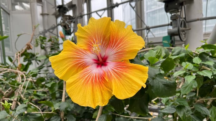 神代植物公園に行きました2025春🌸 その5 温室
