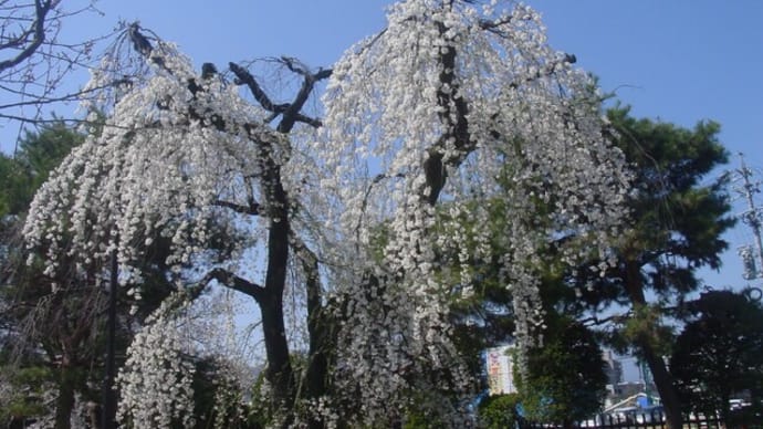 「松本城桜祭り①」～写真と短歌で綴る世界文化紀行