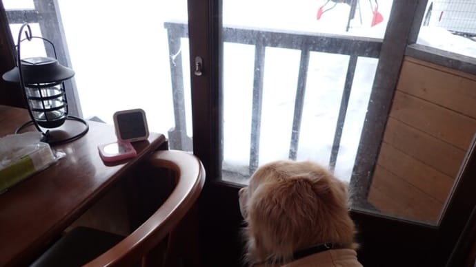 まだまだ修行中の🐶🐶🐶で