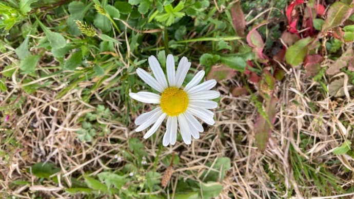 道端の花