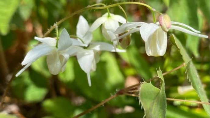 庭のお花達 バイカイカリソウ他