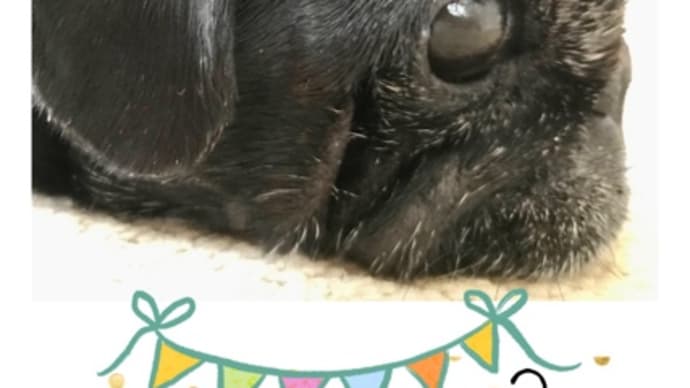 今日はプルのお誕生日♪