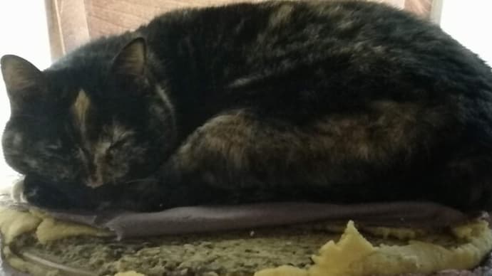 今日は猫の日 我が家のさび猫ちゃんも 最近はすっかり家猫
