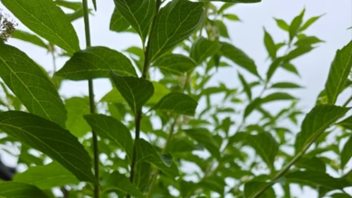 6月24日火曜日、曇り空🌥️