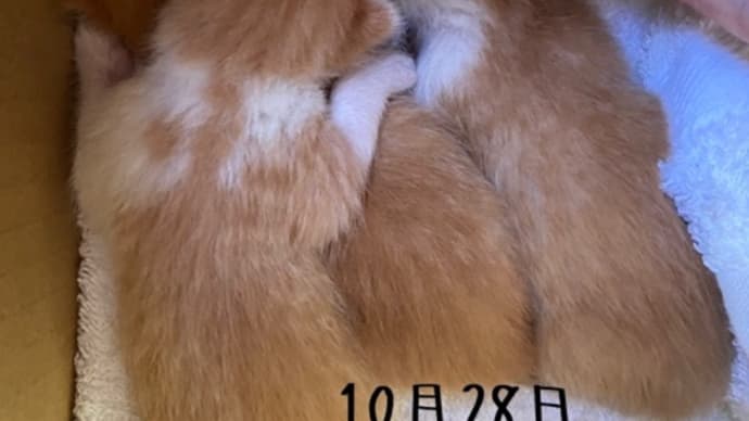 ひとつき・・