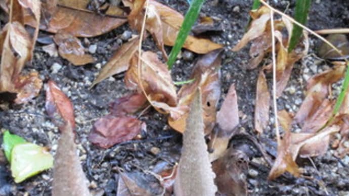 ムサシアブミ(押し花)