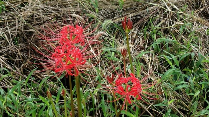 曼殊沙華