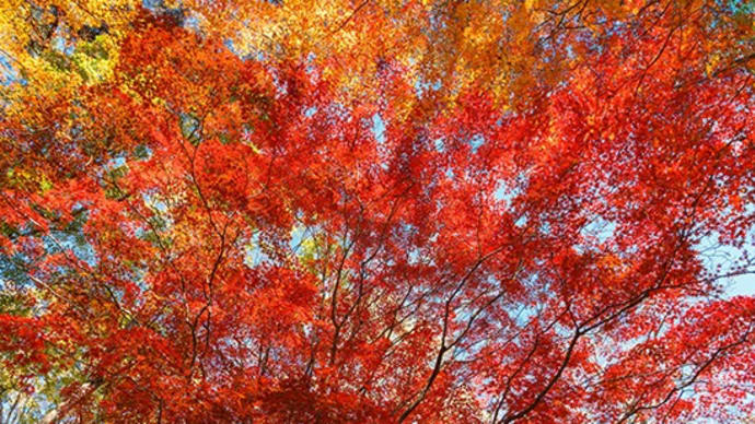 見上げると紅色