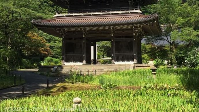 謙信公の菩提寺~上越の古刹・林泉寺【上越市】