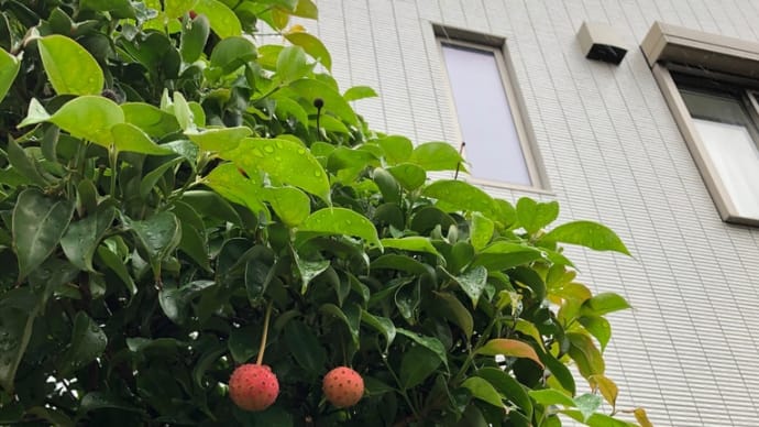 緑茶は脳に良いらしい