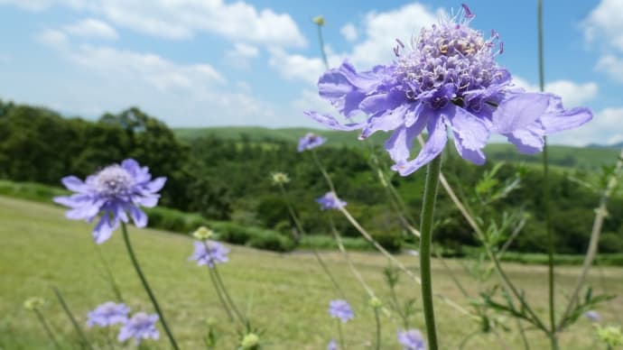 タバコ畑〜ヒゴタイ公園