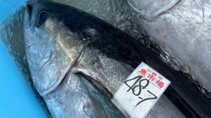 絶賛熟成中!小田原水揚げキハダマグロ!