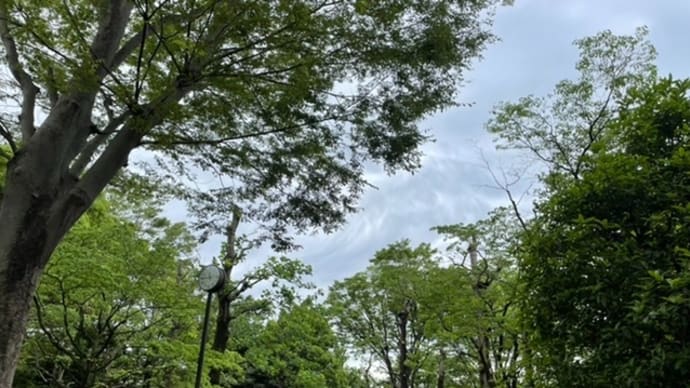 「新緑に包まれて太極拳」