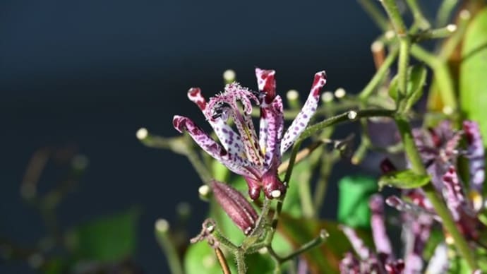ホトトギスの花