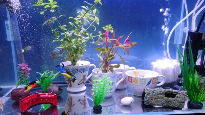水槽水換え 水草購入