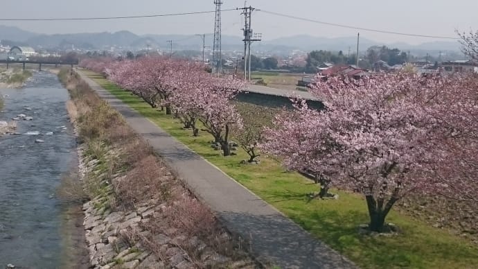満開の桜