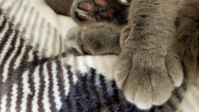 猫とプレモル