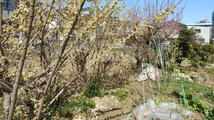 ロウバイと黄梅白梅すべて咲き／みんな散ったら桜の季節（近所の畑）