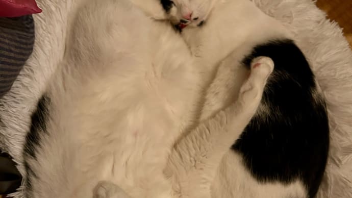 今期さいごの猫団子