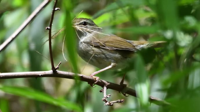 ◆今日の散歩でウグイスなど(昭和の森)