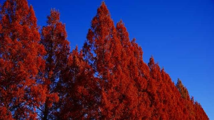 2024年12月上旬:メタセコイア紅葉、他を記録してきた。