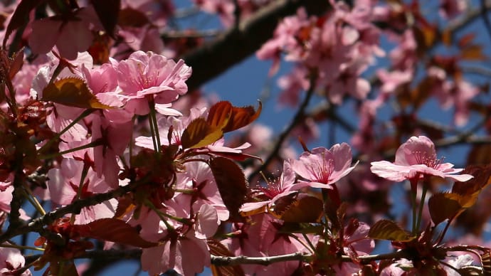 北海道の遅い春の桜8-2