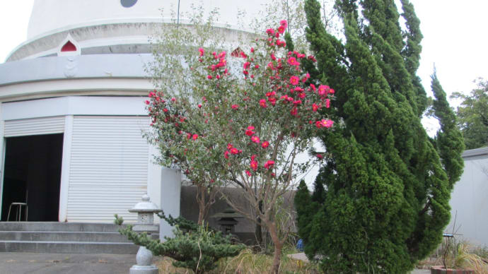 小次郎の行楽 - 仏舎利塔とサザンカ(山茶花) -