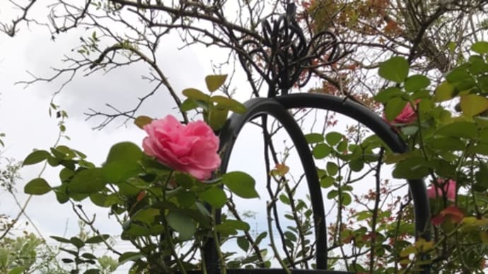 萌の庭 寄せ植え