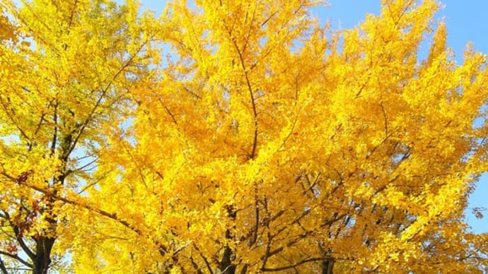 川越の紅葉状況調査ポタ(2020/11/18)