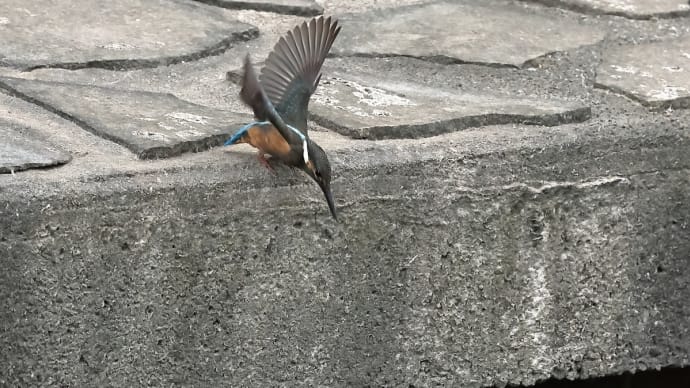 カワセミ! 《 あれ、もしかしてchildちゃんだったの? 》