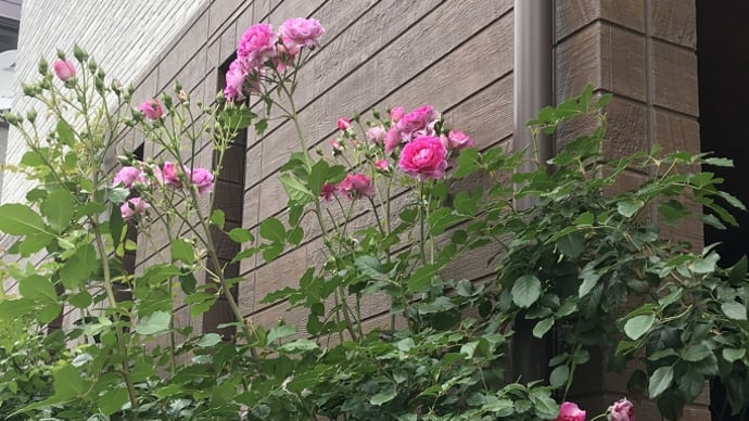 お疲れさま状態の街角バラ園 そして紫陽花へ