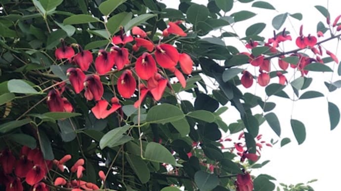アメリカディゴの花