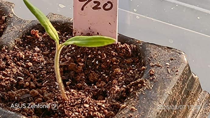 🚿今日の菜園🍅👀🌱種まき経過