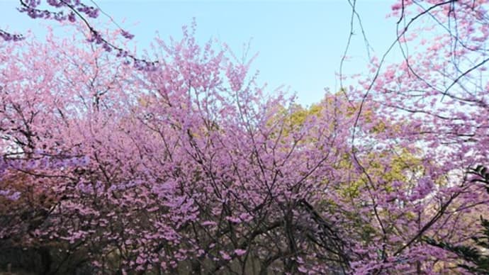 皇子が丘公園の池にカモがいます