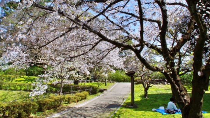 やっと咲き始めた駿府城公園の桜（2024/4/1）