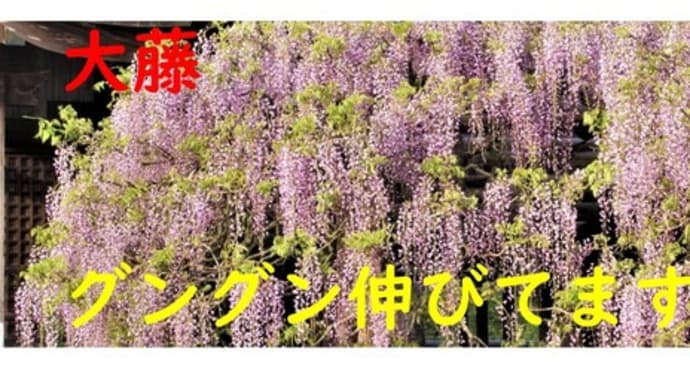 藤の里公園の大藤@上高場(筑前町)の大藤が順調に伸びてます😁