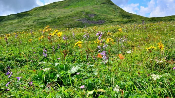 2017年8月6日、焼石のお花畑復活(1)