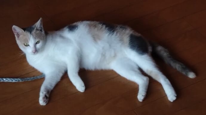 子猫ちゃんのママと兄姉