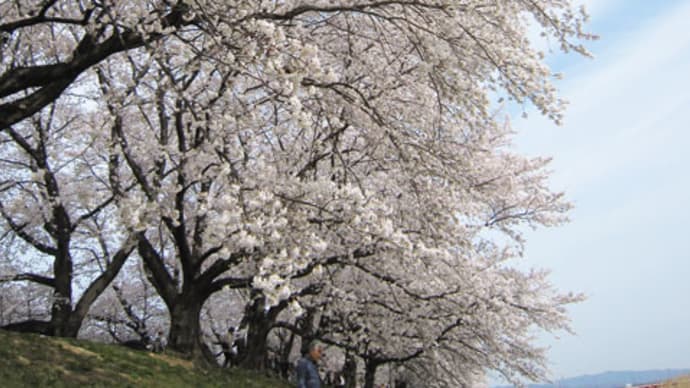お花見☆石清水八幡宮から背割り桜