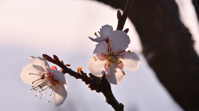梅の花が咲き出した…壮瞥公園