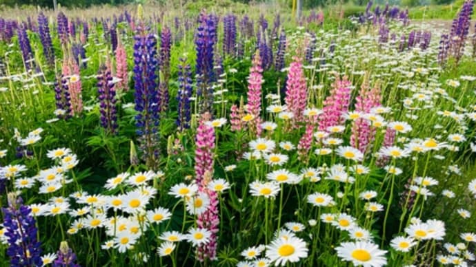 野原の花たち
