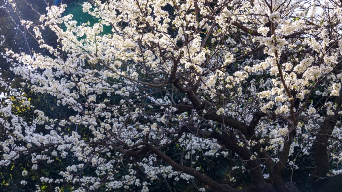 李の花