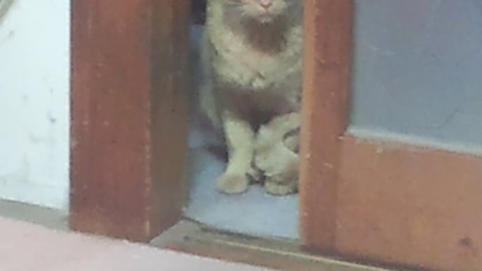 ｢犬猫鳩鯉ギャラリー(仮題)｣