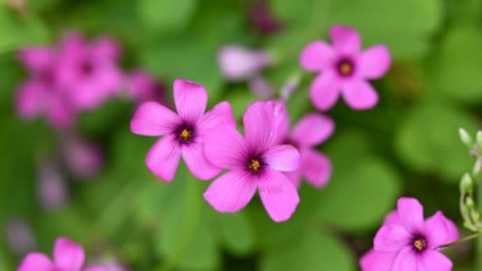 青葉山荘の小さな花たち(その七)〜芋酢漿草