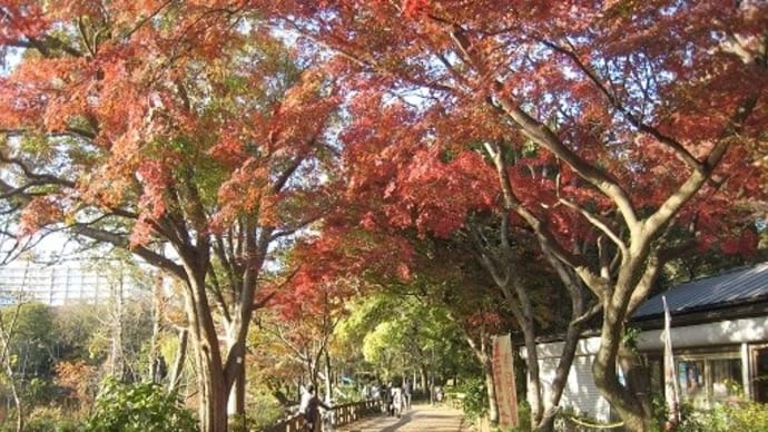 井の頭公園の紅葉