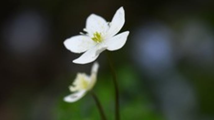  庭の花たち（その八、最終回）
